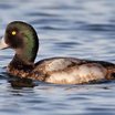 Greater Scaup
